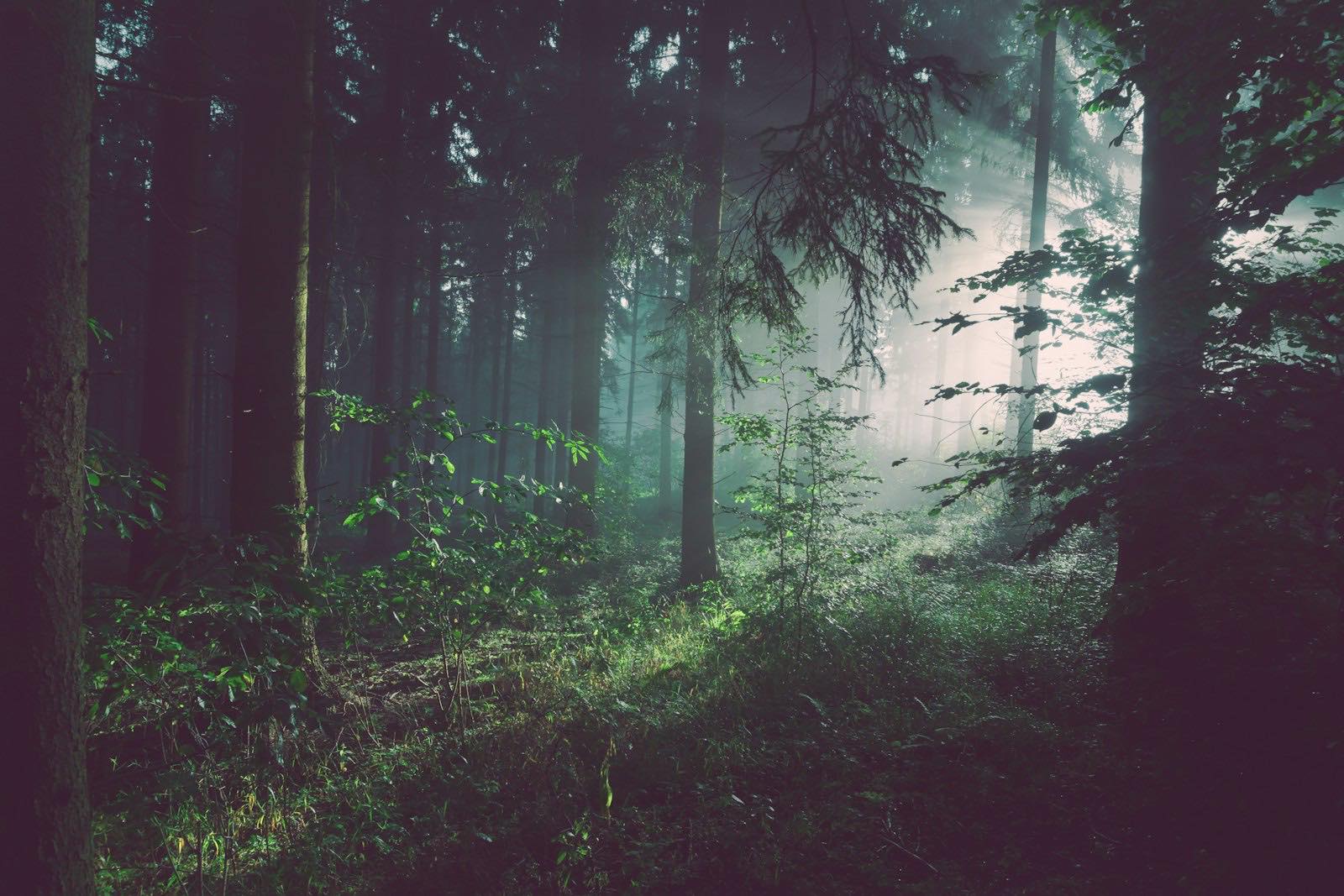 Sunlight through a grove of tall trees